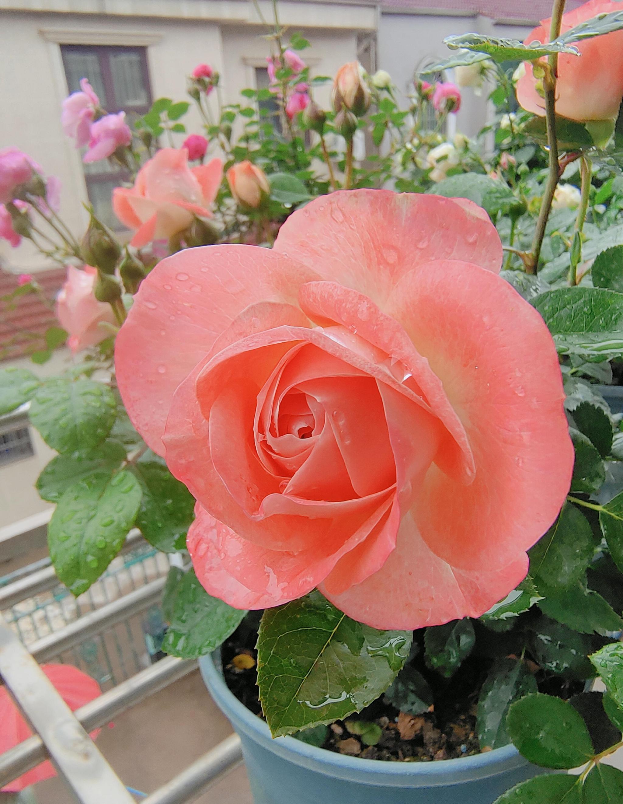 阳台养月季,就选"诺娃",植株低矮,多季花开,赏花又闻香|红蜘蛛|诺娃