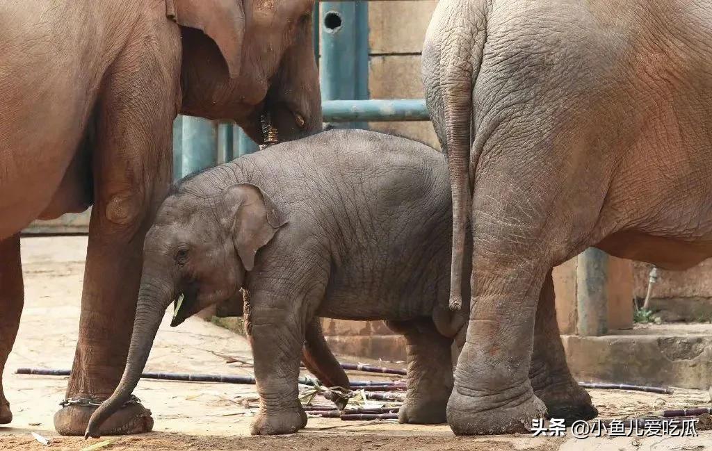 结婚25天后,陈乔恩发文求救:请让小象莫莉回家吧休闲区蓝鸢梦想 - Www.slyday.coM 结婚25天后,陈乔恩发文求救:请让小象莫莉回家吧休闲区蓝鸢梦想 - Www.slyday.coM
