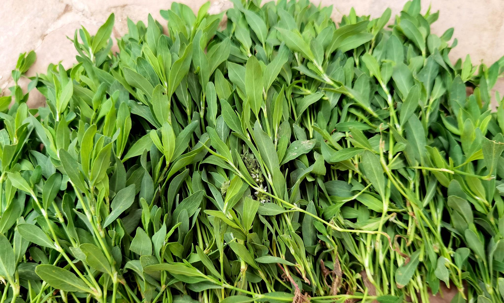 蒲公英靠边站,5月抓紧吃这菜,鲜嫩营养,可惜很多人当草|蒲公英|竹草