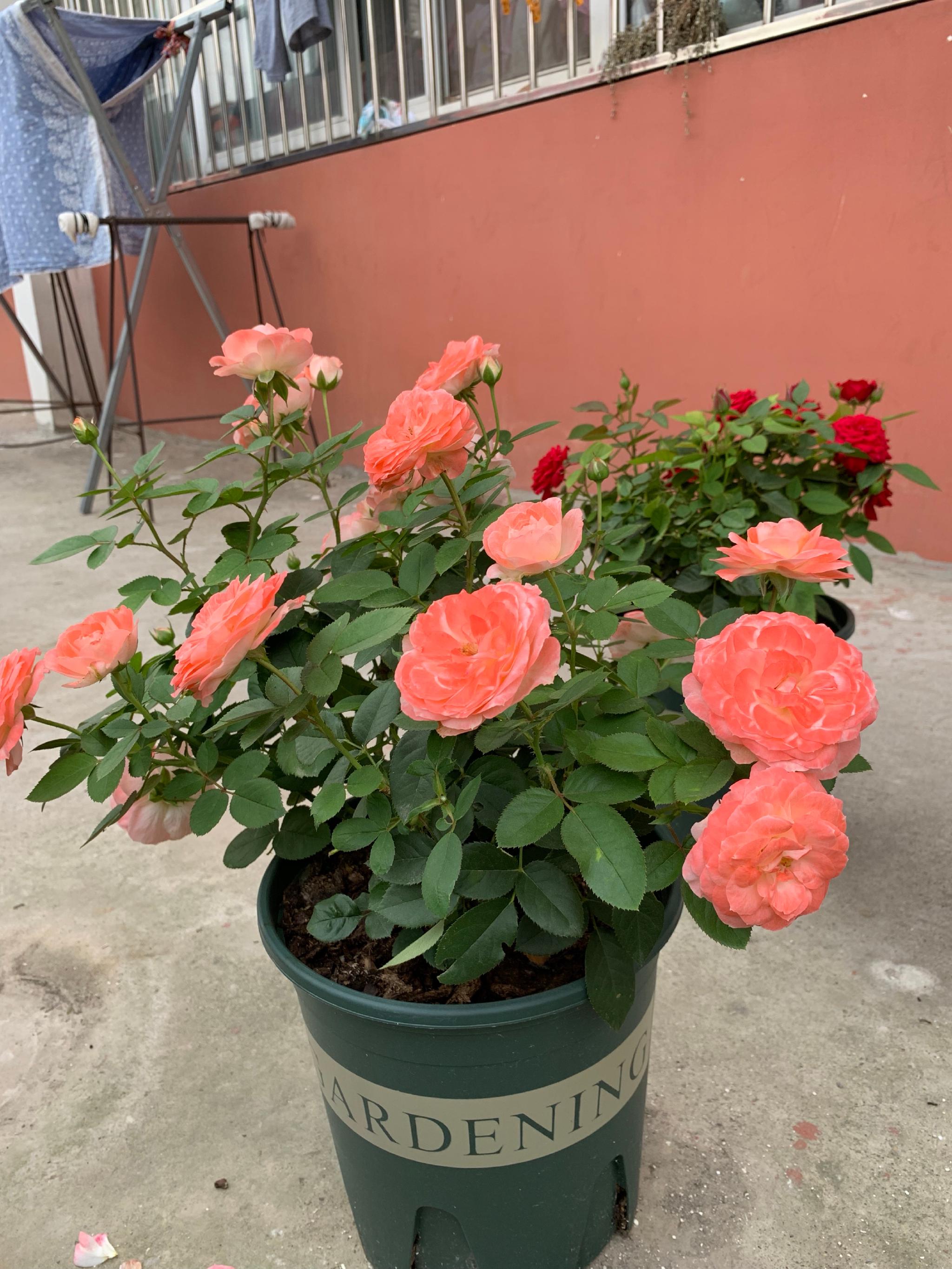 阳台养月季,就选"诺娃",植株低矮,多季花开,赏花又闻香|红蜘蛛|诺娃