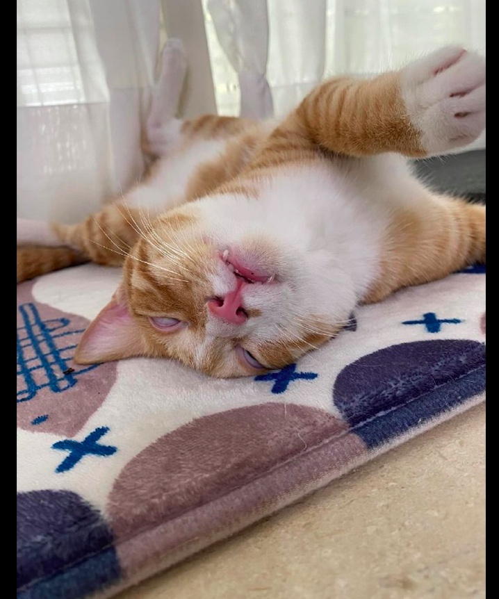 猫咪四仰八叉躺在垫子上睡觉一会就翻白眼睡到不省人事了呀