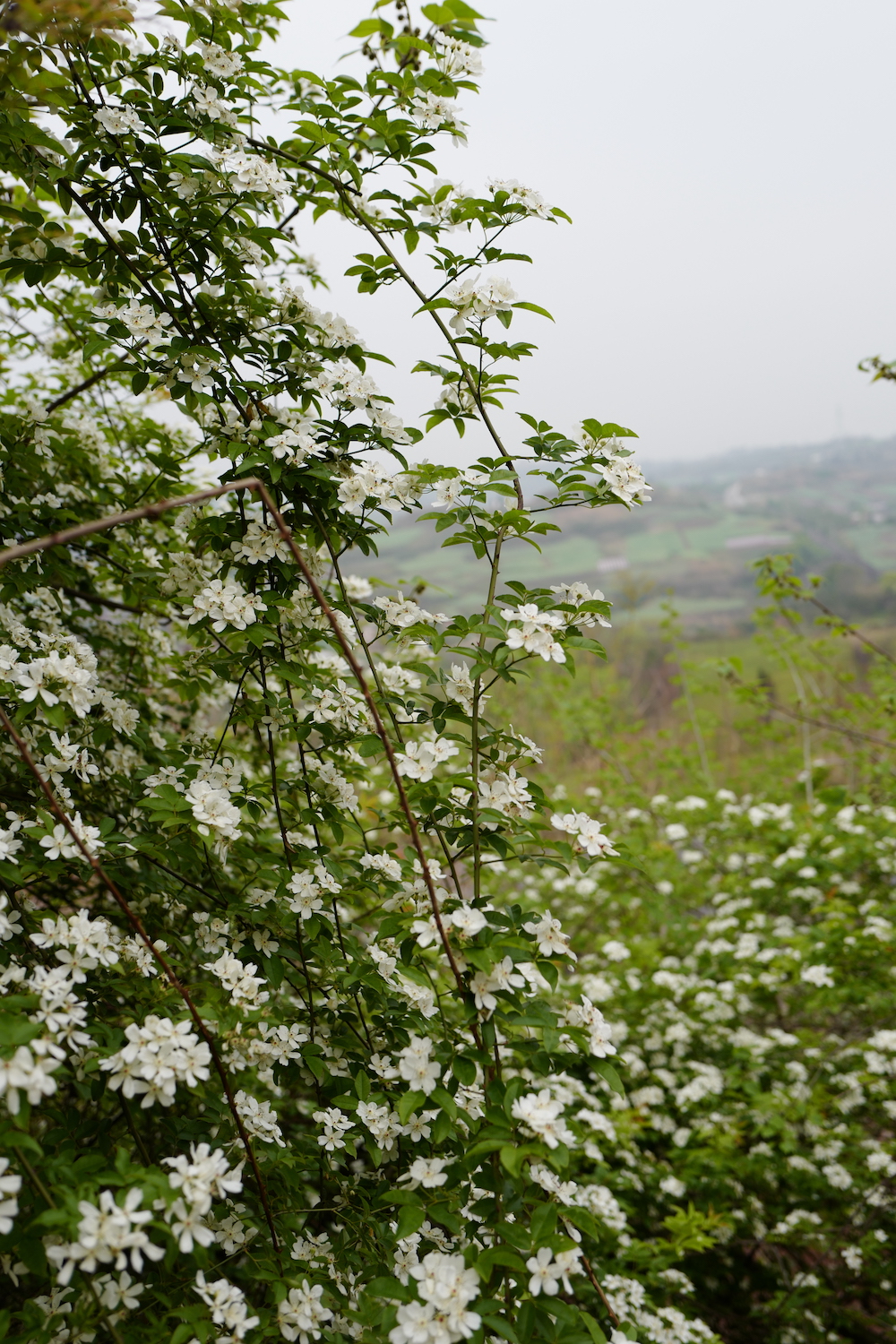 荼蘼谢后,夏天自有石榴,荷花睡莲,白兰黄兰及木槿等继续盛放.君