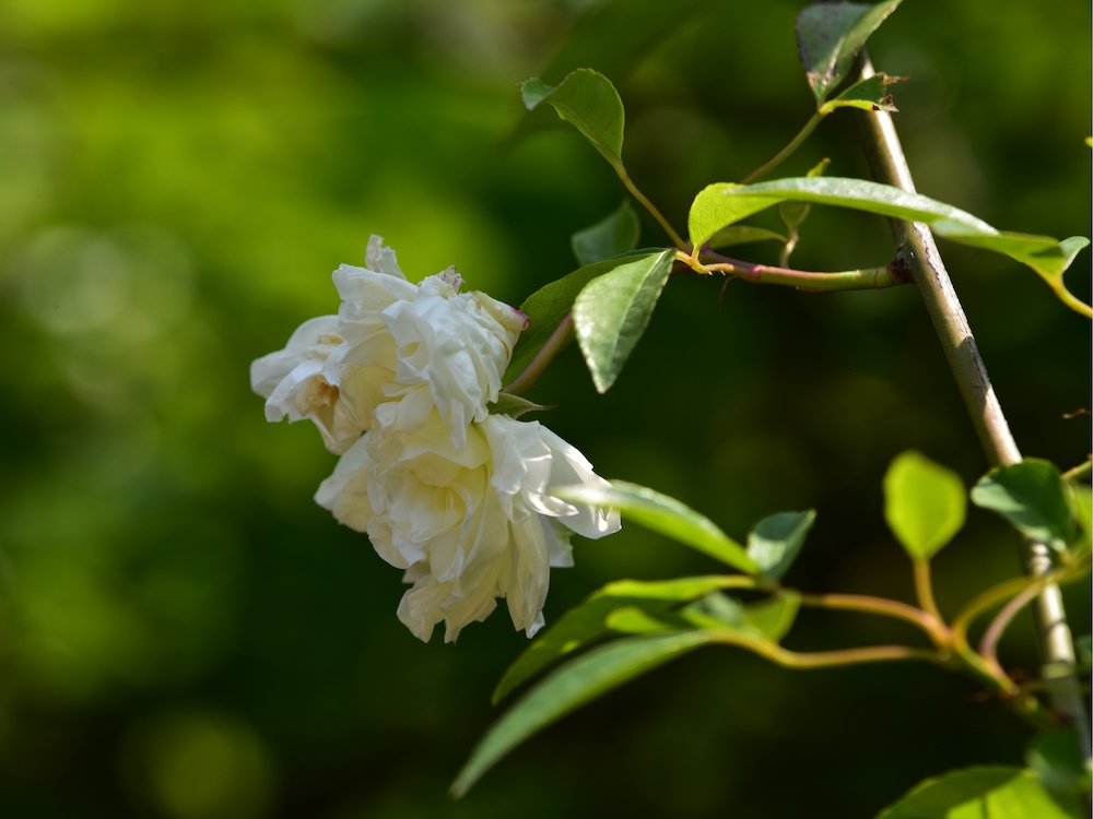 大花白木香,摄于南京中山植物园.&nbsp;刘兴剑 图