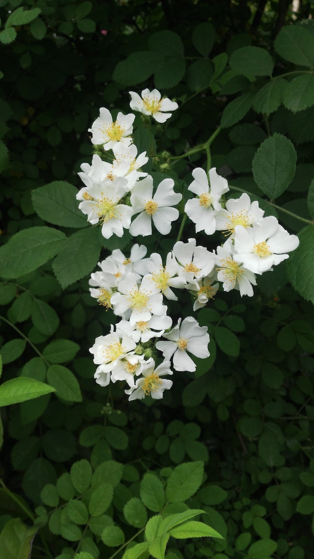 自然散步荼蘼原来是宋人心底的白月光