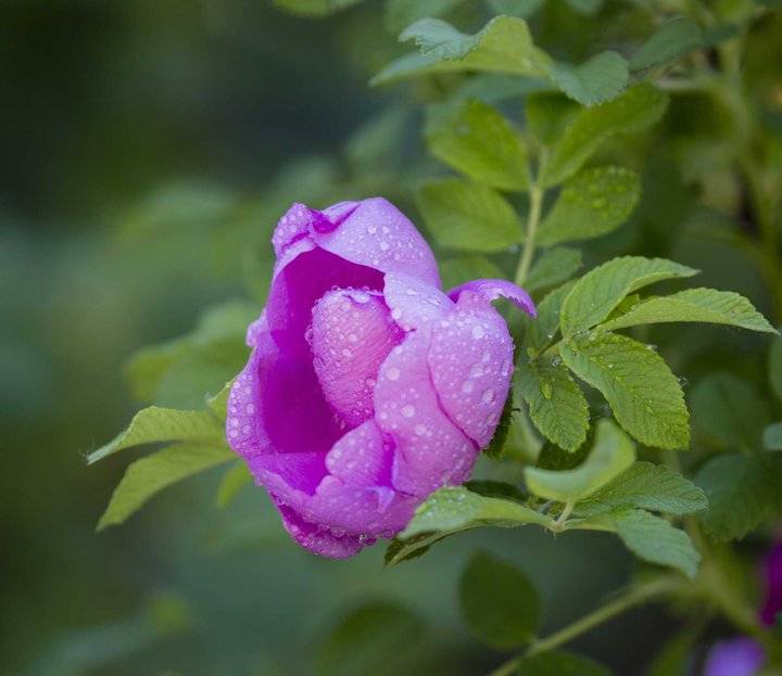 濟南市花玫瑰綻放花香芬芳撲鼻幽香醉人