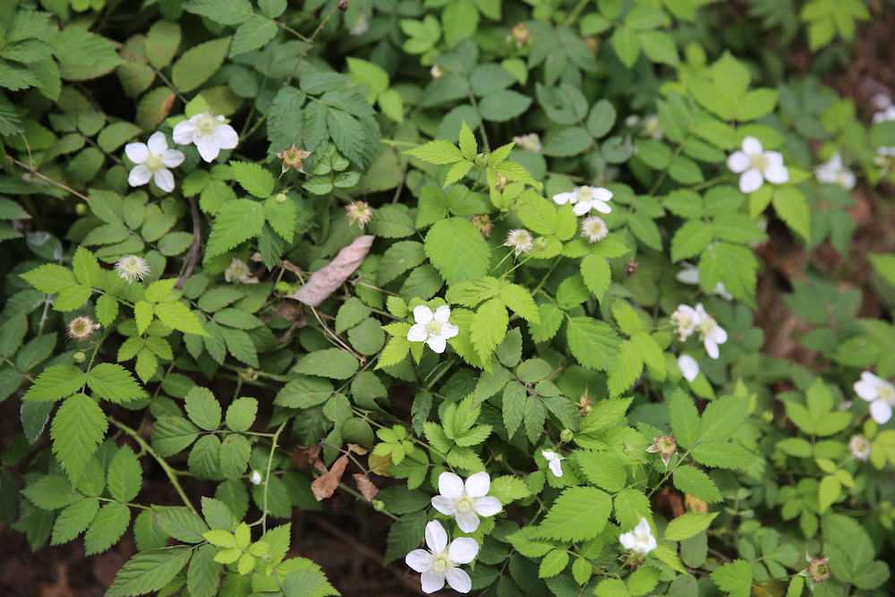 空心泡,花单瓣,有淡淡的清香.摄于重庆.&nbsp; &nbsp;&nbsp; 周敏 图