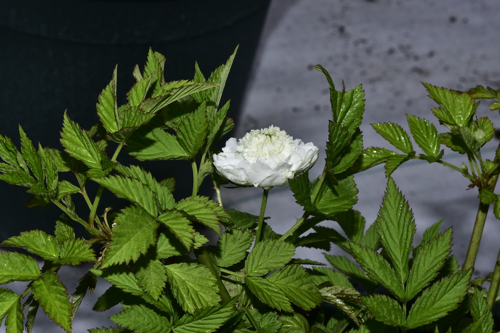 南京中山植物园栽培的重瓣空心泡.&nbsp; 刘兴剑 图