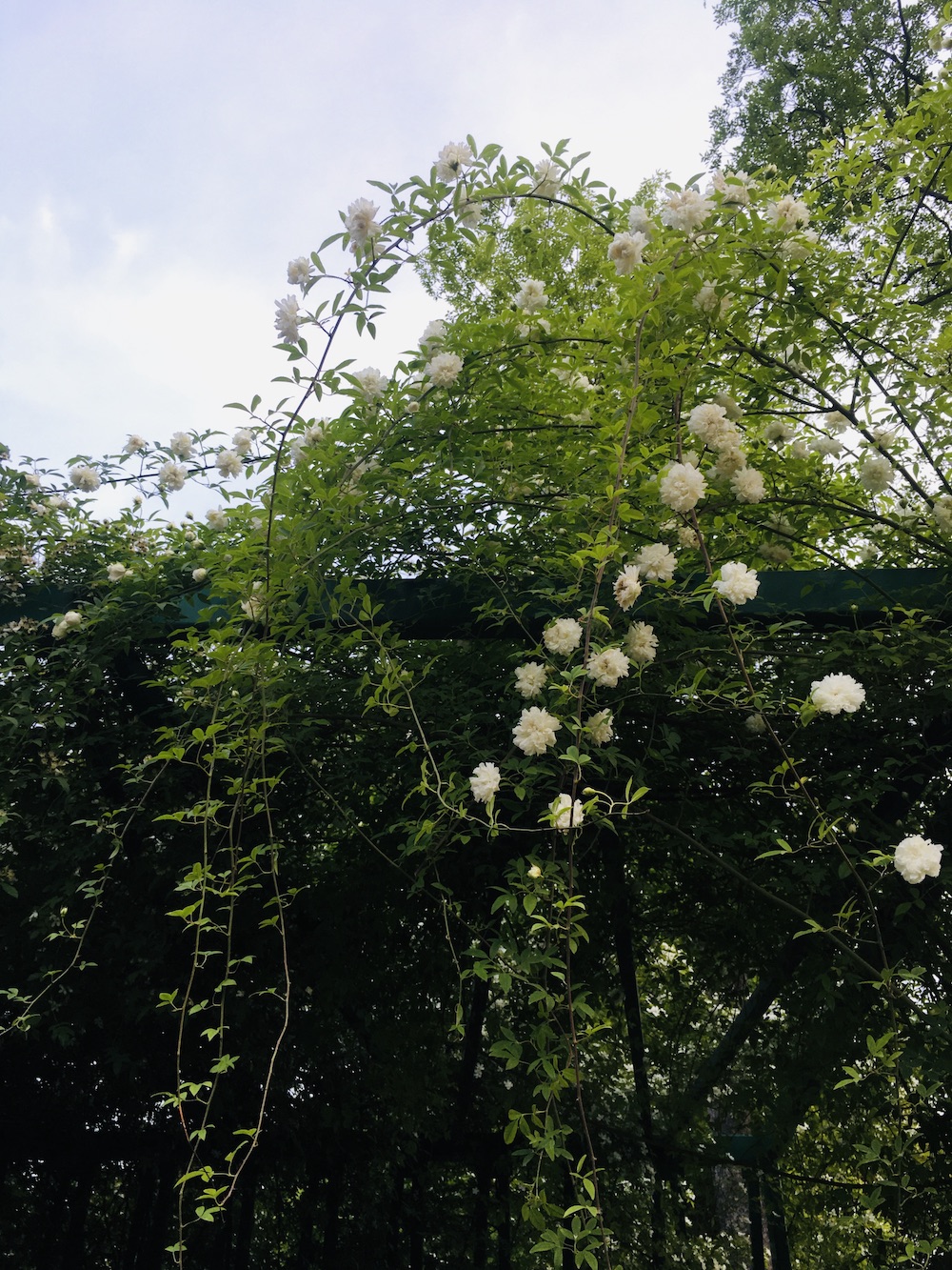 自然散步荼蘼原来是宋人心底的白月光