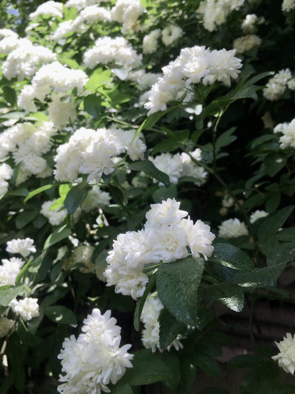 荼蘼谢后,夏天自有石榴,荷花睡莲,白兰黄兰及木槿等继续盛放.