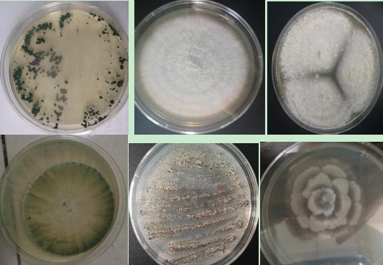 50人大型联合科考队,破解"世界长寿之乡生态圈"微生物密码!