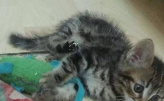 小流浪猫半路拦车,成功被收养,主人把猫揣进衣服一路骑车回家休闲区蓝鸢梦想 - Www.slyday.coM 小流浪猫半路拦车,成功被收养,主人把猫揣进衣服一路骑车回家休闲区蓝鸢梦想 - Www.slyday.coM