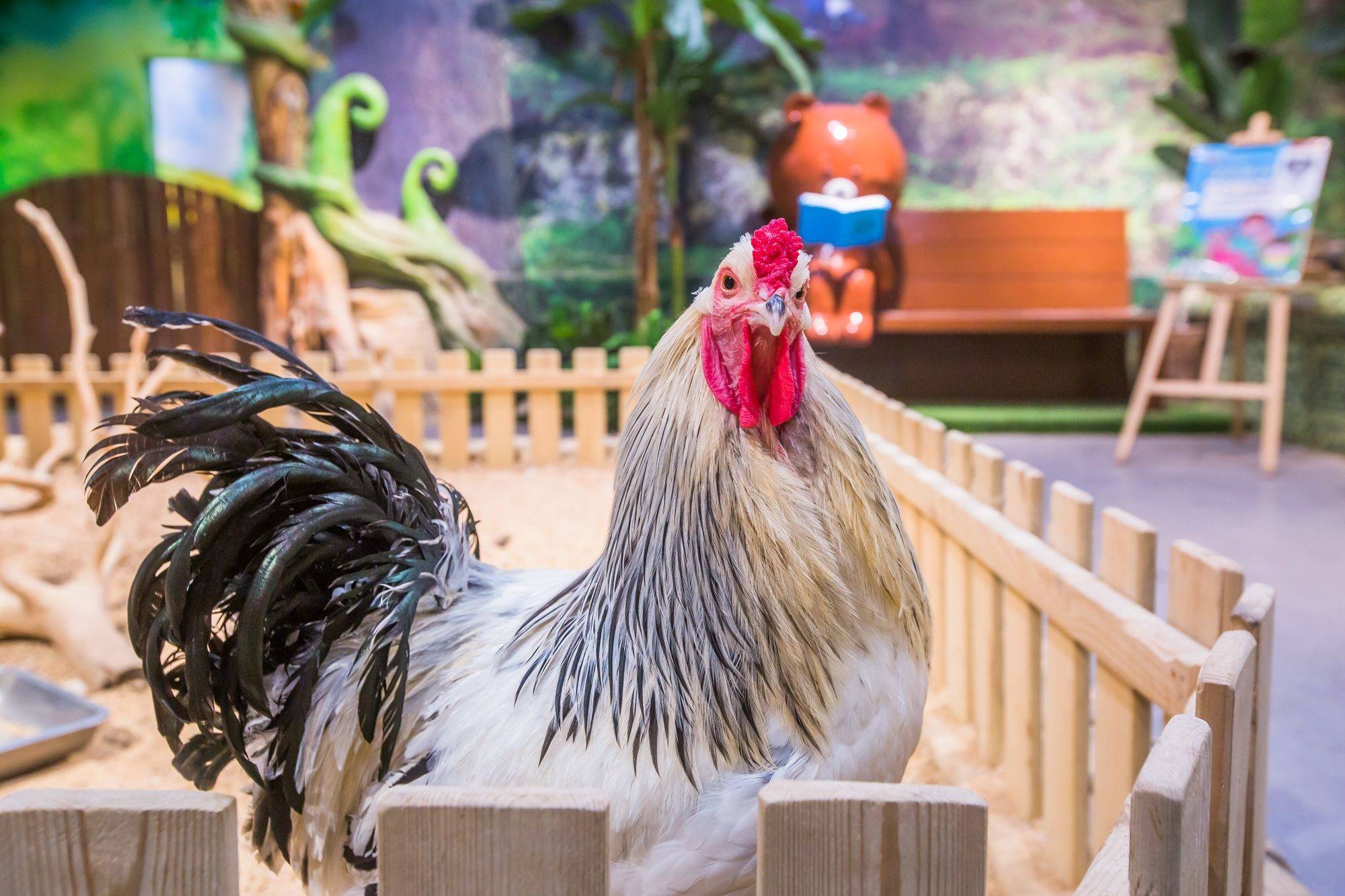 石家庄有个法米动物乐园4000米宛如一片热带森林充满童趣时光