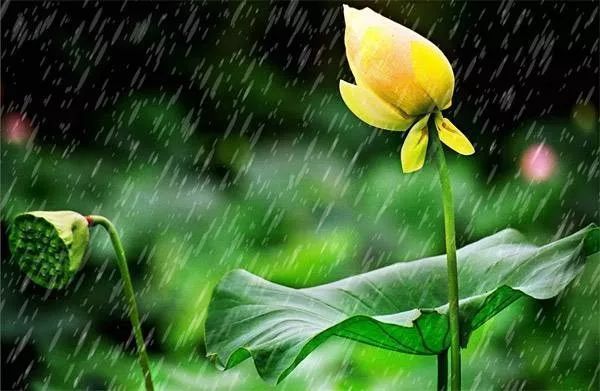 晚雨冷冷子夜风杜鹃啼月小墙东