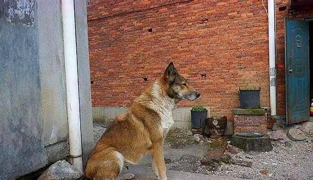 主人要卖养了十多年的土狗时，狗狗跪在主人面前，满眼不舍与悲伤休闲区蓝鸢梦想 - Www.slyday.coM