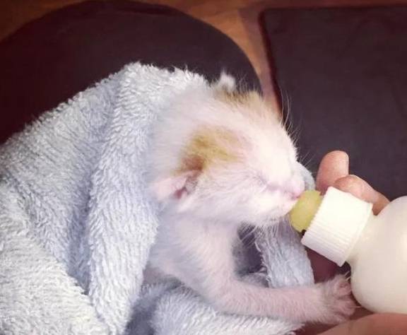 小猫出生那天被抛弃,被救后认为女子是妈妈,撒娇时简直不要太萌休闲区蓝鸢梦想 - Www.slyday.coM 小猫出生那天被抛弃,被救后认为女子是妈妈,撒娇时简直不要太萌休闲区蓝鸢梦想 - Www.slyday.coM