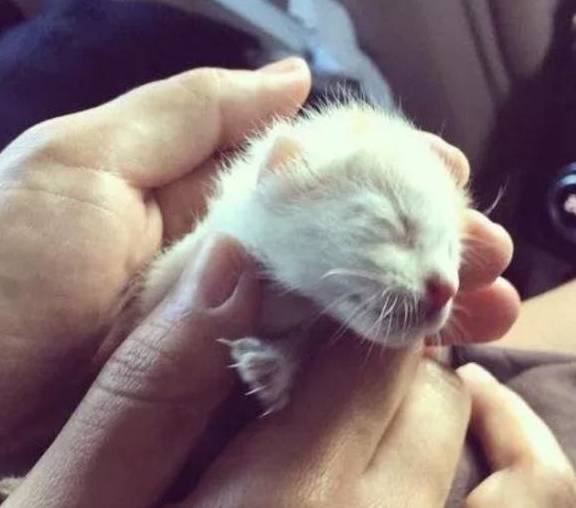 小猫出生那天被抛弃,被救后认为女子是妈妈,撒娇时简直不要太萌休闲区蓝鸢梦想 - Www.slyday.coM 小猫出生那天被抛弃,被救后认为女子是妈妈,撒娇时简直不要太萌休闲区蓝鸢梦想 - Www.slyday.coM