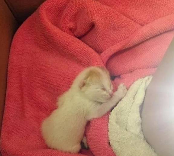 小猫出生那天被抛弃,被救后认为女子是妈妈,撒娇时简直不要太萌休闲区蓝鸢梦想 - Www.slyday.coM 小猫出生那天被抛弃,被救后认为女子是妈妈,撒娇时简直不要太萌休闲区蓝鸢梦想 - Www.slyday.coM