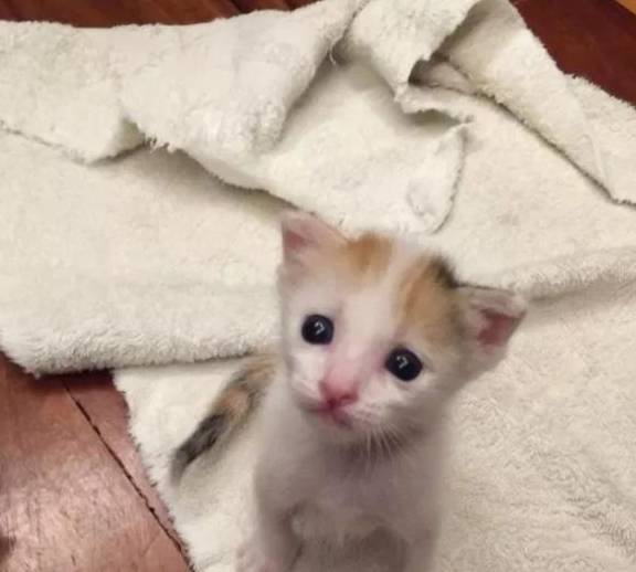 小猫出生那天被抛弃,被救后认为女子是妈妈,撒娇时简直不要太萌休闲区蓝鸢梦想 - Www.slyday.coM 小猫出生那天被抛弃,被救后认为女子是妈妈,撒娇时简直不要太萌休闲区蓝鸢梦想 - Www.slyday.coM