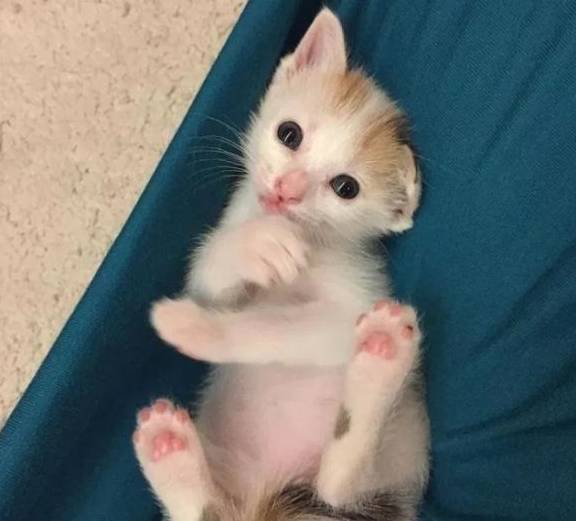 小猫出生那天被抛弃,被救后认为女子是妈妈,撒娇时简直不要太萌休闲区蓝鸢梦想 - Www.slyday.coM 小猫出生那天被抛弃,被救后认为女子是妈妈,撒娇时简直不要太萌休闲区蓝鸢梦想 - Www.slyday.coM