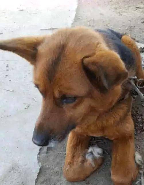 主人要卖养了十多年的土狗时，狗狗跪在主人面前，满眼不舍与悲伤休闲区蓝鸢梦想 - Www.slyday.coM