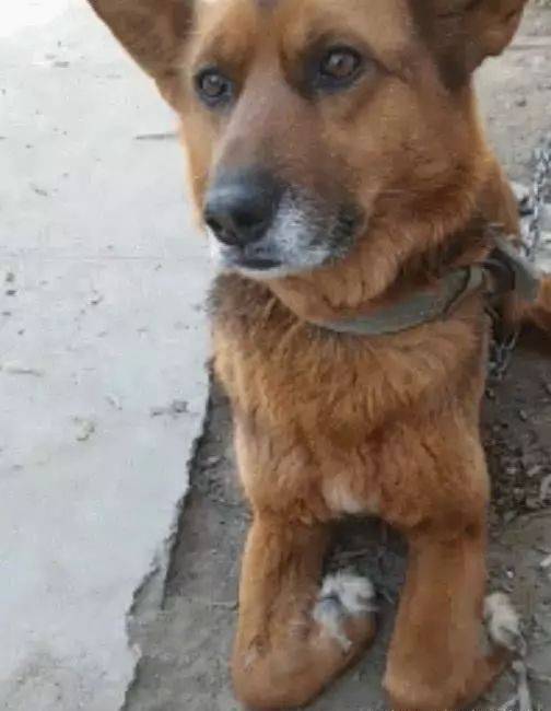 主人要卖养了十多年的土狗时，狗狗跪在主人面前，满眼不舍与悲伤休闲区蓝鸢梦想 - Www.slyday.coM