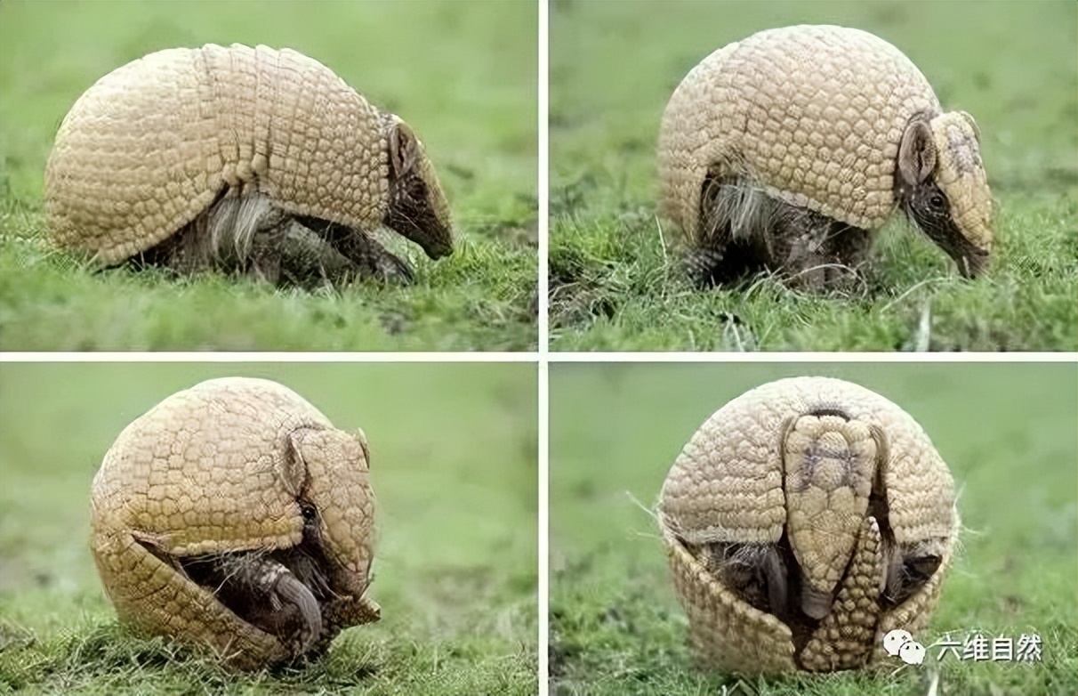 南美一只犰狳被人所捉,假装在喝水却趁机逃跑,外壳能抵抗子弹?