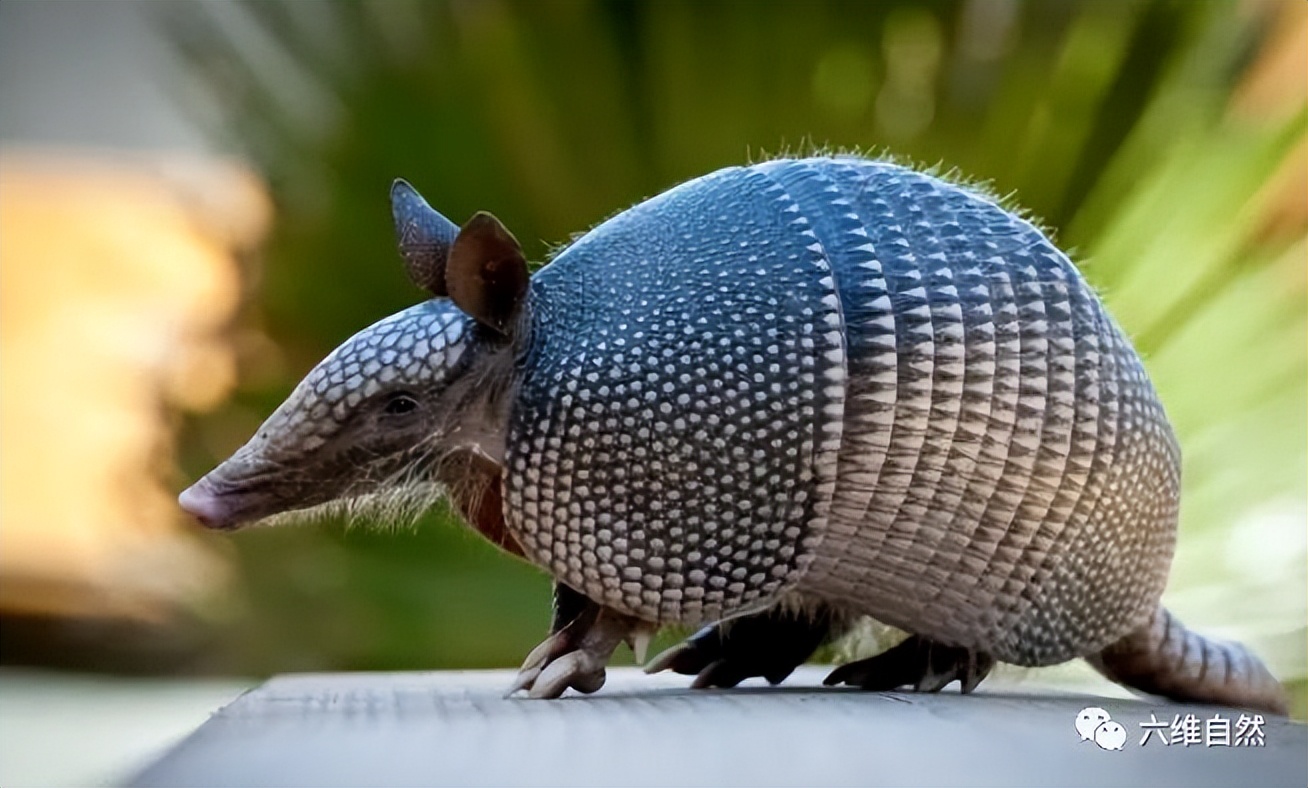 南美一只犰狳被人所捉,假装在喝水却趁机逃跑,外壳能抵抗子弹?
