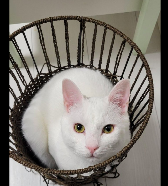 猫咪亮肌肉给主人看，这粗壮的胳膊，是不是偷偷看刘畊宏直播了？休闲区蓝鸢梦想 - Www.slyday.coM