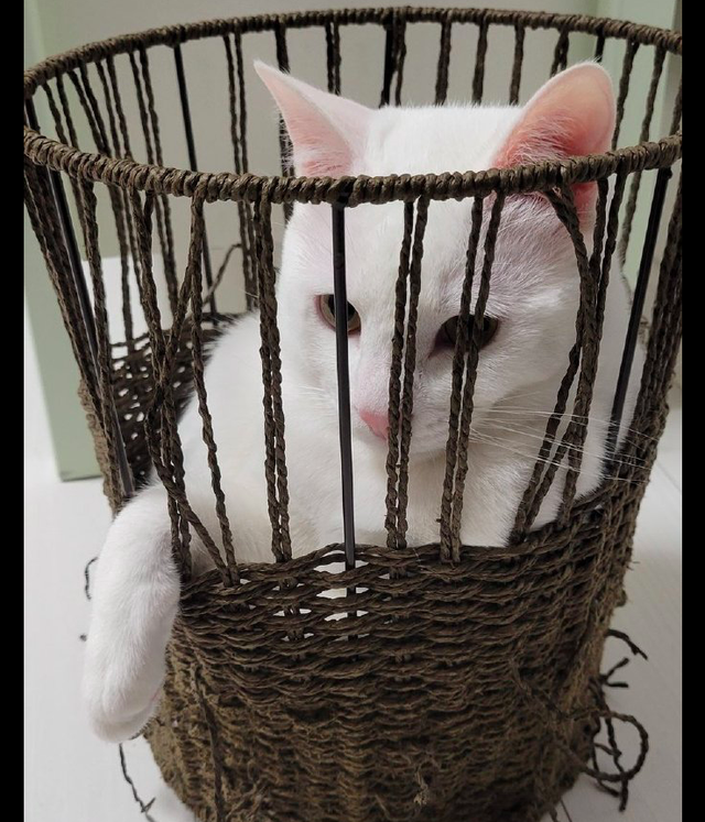 猫咪亮肌肉给主人看，这粗壮的胳膊，是不是偷偷看刘畊宏直播了？休闲区蓝鸢梦想 - Www.slyday.coM