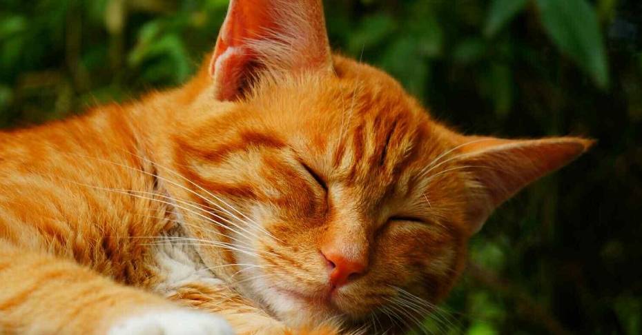 喂养的流浪猫突然变得粘人,带回家后发现,原来是要生宝宝了休闲区蓝鸢梦想 - Www.slyday.coM 喂养的流浪猫突然变得粘人,带回家后发现,原来是要生宝宝了休闲区蓝鸢梦想 - Www.slyday.coM