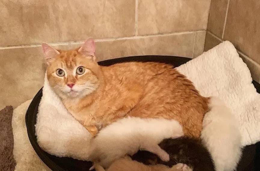 喂养的流浪猫突然变得粘人,带回家后发现,原来是要生宝宝了休闲区蓝鸢梦想 - Www.slyday.coM 喂养的流浪猫突然变得粘人,带回家后发现,原来是要生宝宝了休闲区蓝鸢梦想 - Www.slyday.coM