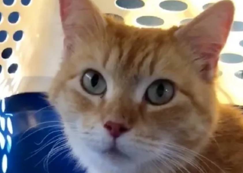 喂养的流浪猫突然变得粘人,带回家后发现,原来是要生宝宝了休闲区蓝鸢梦想 - Www.slyday.coM 喂养的流浪猫突然变得粘人,带回家后发现,原来是要生宝宝了休闲区蓝鸢梦想 - Www.slyday.coM