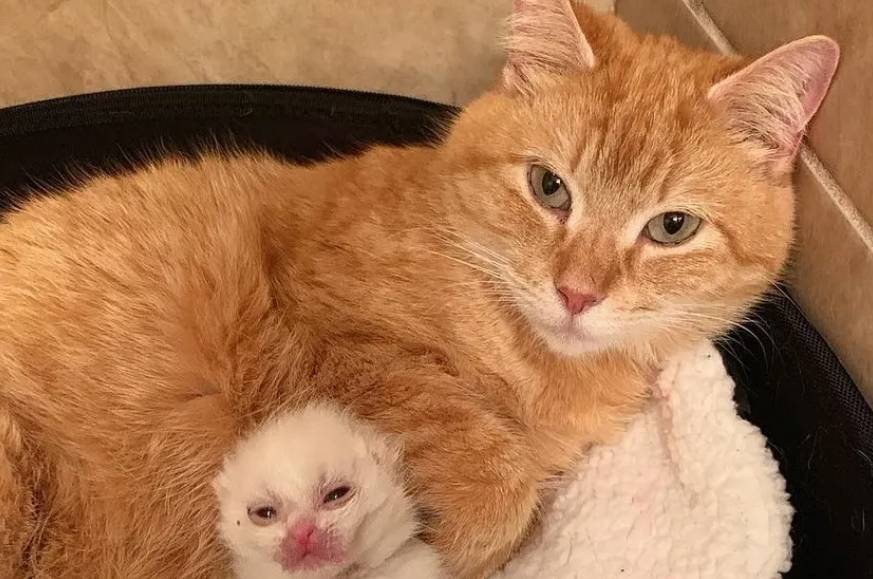 喂养的流浪猫突然变得粘人,带回家后发现,原来是要生宝宝了休闲区蓝鸢梦想 - Www.slyday.coM 喂养的流浪猫突然变得粘人,带回家后发现,原来是要生宝宝了休闲区蓝鸢梦想 - Www.slyday.coM