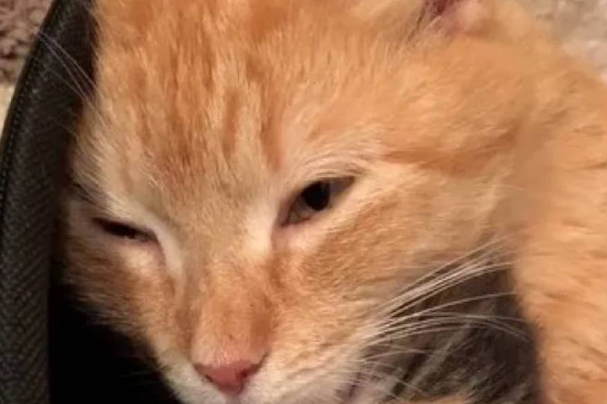 喂养的流浪猫突然变得粘人,带回家后发现,原来是要生宝宝了休闲区蓝鸢梦想 - Www.slyday.coM 喂养的流浪猫突然变得粘人,带回家后发现,原来是要生宝宝了休闲区蓝鸢梦想 - Www.slyday.coM