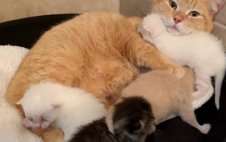 喂养的流浪猫突然变得粘人,带回家后发现,原来是要生宝宝了休闲区蓝鸢梦想 - Www.slyday.coM 喂养的流浪猫突然变得粘人,带回家后发现,原来是要生宝宝了休闲区蓝鸢梦想 - Www.slyday.coM