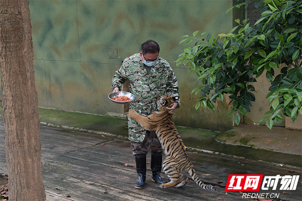 时刻探秘｜全程养育一只老虎是一种怎样的体验？休闲区蓝鸢梦想 - Www.slyday.coM
