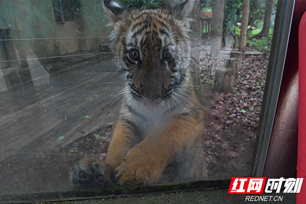 时刻探秘｜全程养育一只老虎是一种怎样的体验？休闲区蓝鸢梦想 - Www.slyday.coM