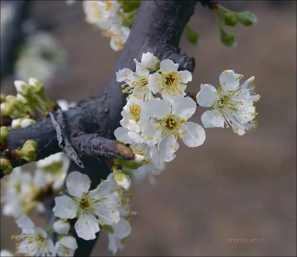 梨花梨花雪白雪白的还散发着淡淡的香味你喜欢杏花,李花还是梨花呢?