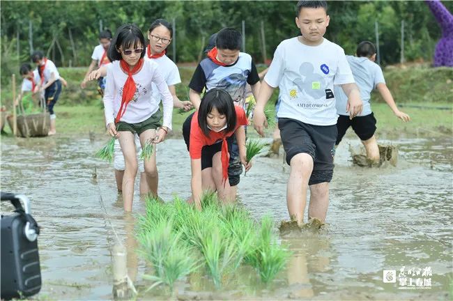 哇！9月起，中小学生要学煮饭炖汤、修家电、种菜养禽…休闲区蓝鸢梦想 - Www.slyday.coM