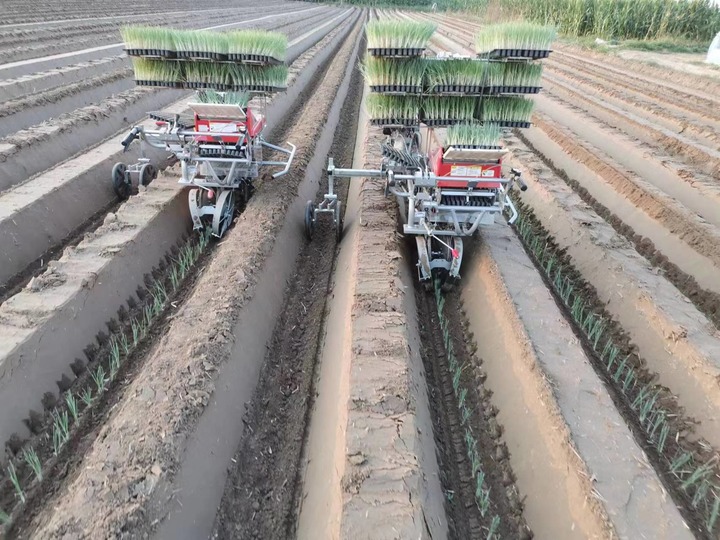 大葱移栽机在地里栽种.受访者供图