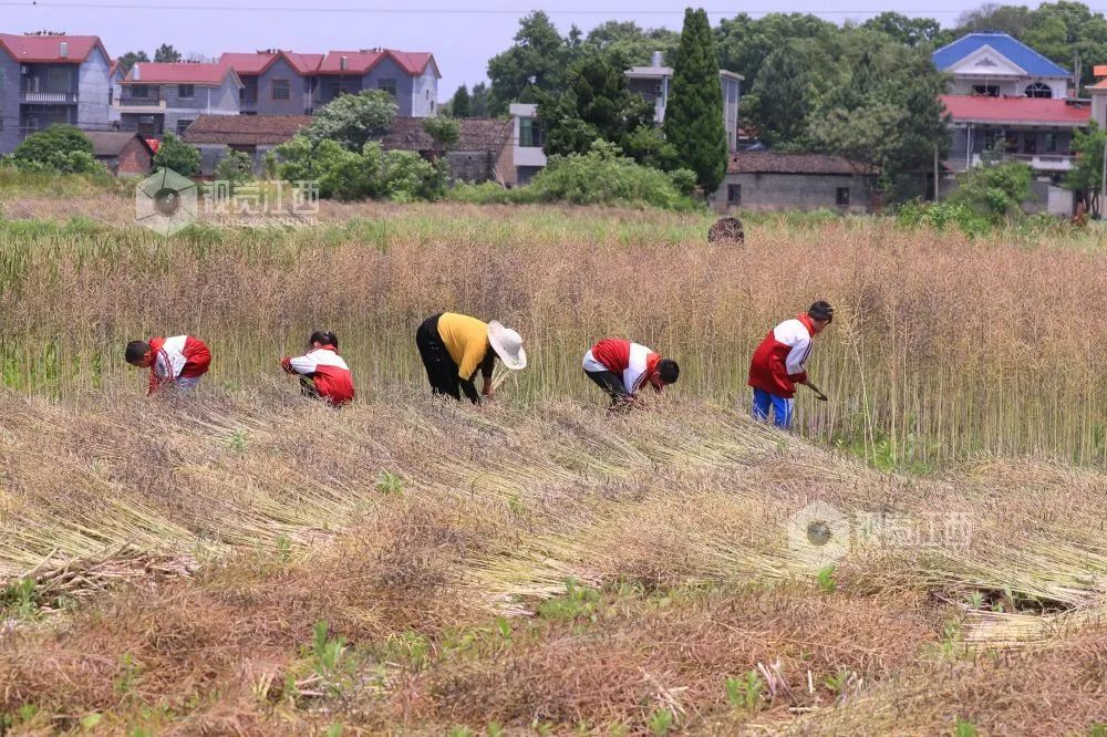 冲上热搜！教育部要求：9月起，中小学生要学煮饭！休闲区蓝鸢梦想 - Www.slyday.coM