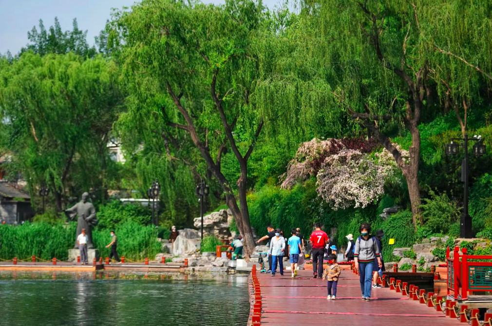 睡莲水鸟作点缀什刹海西海湿地公园成画境