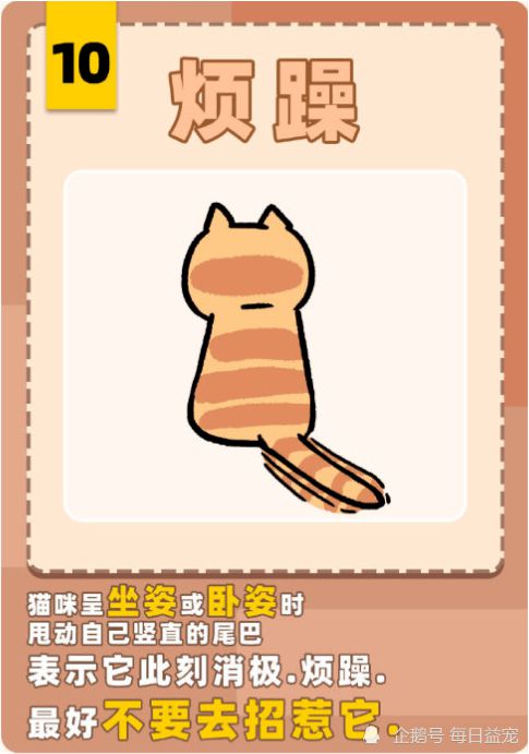 猫咪尾巴知识多不同姿势有不同的含义铲屎的看我尾巴行事