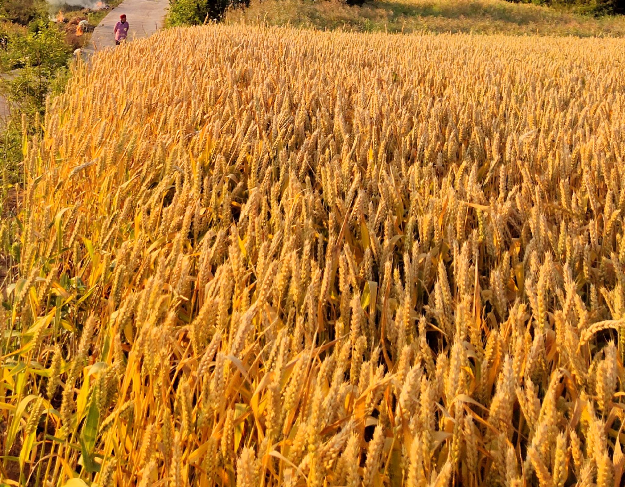 真美!麦浪滚滚,广元姜家坪的麦子黄了,画面喜人