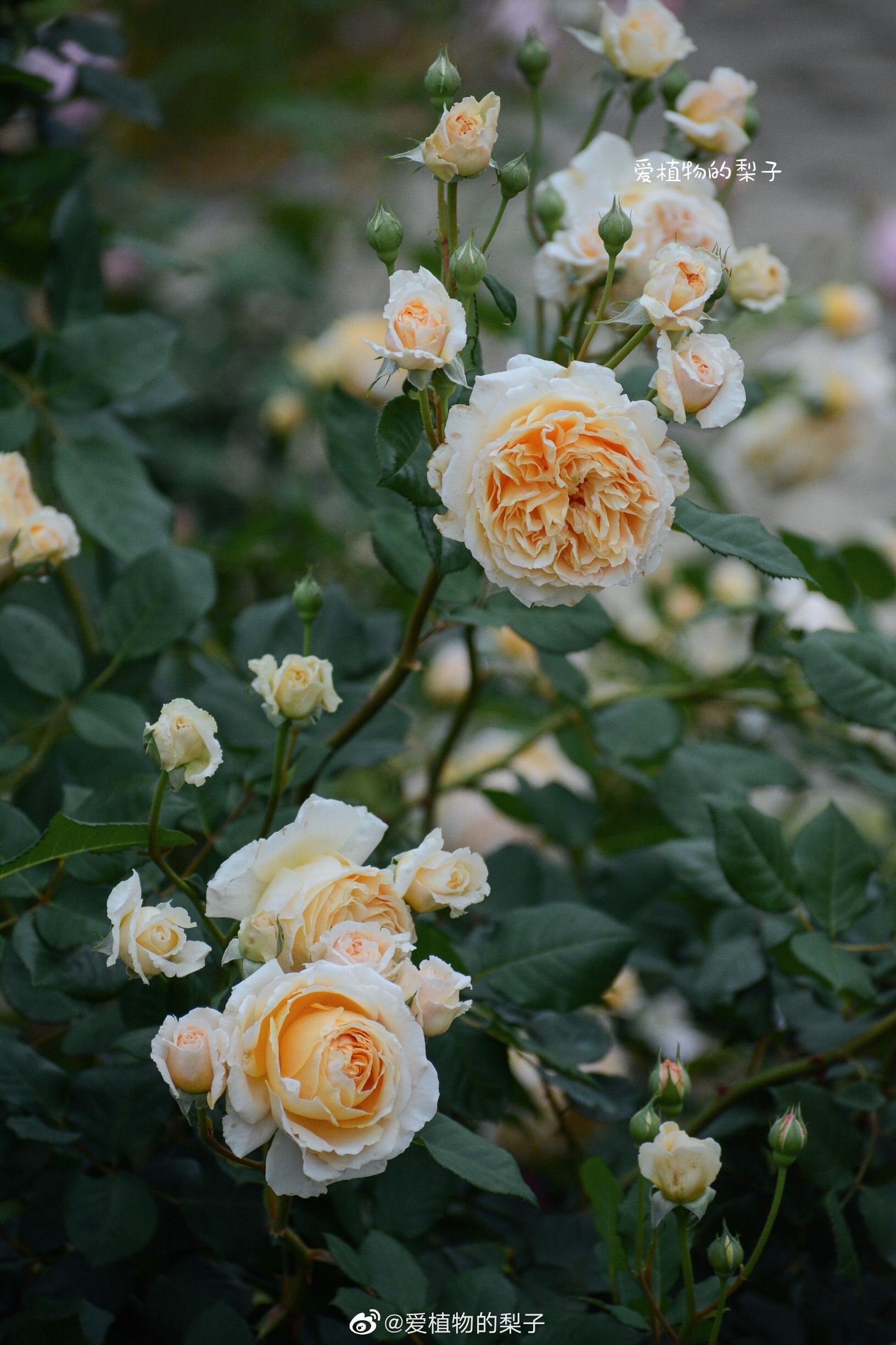 月季玛格丽特王妃 crown princess margareta 来源:英国|玛格丽特