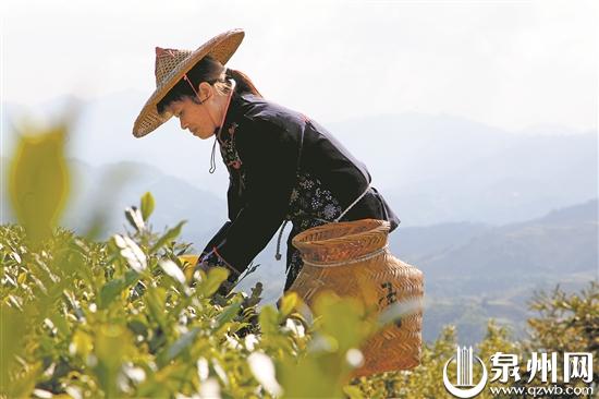 【寻找泉州世遗的中国之最】安溪西坪：最早发现铁观音母树休闲区蓝鸢梦想 - Www.slyday.coM