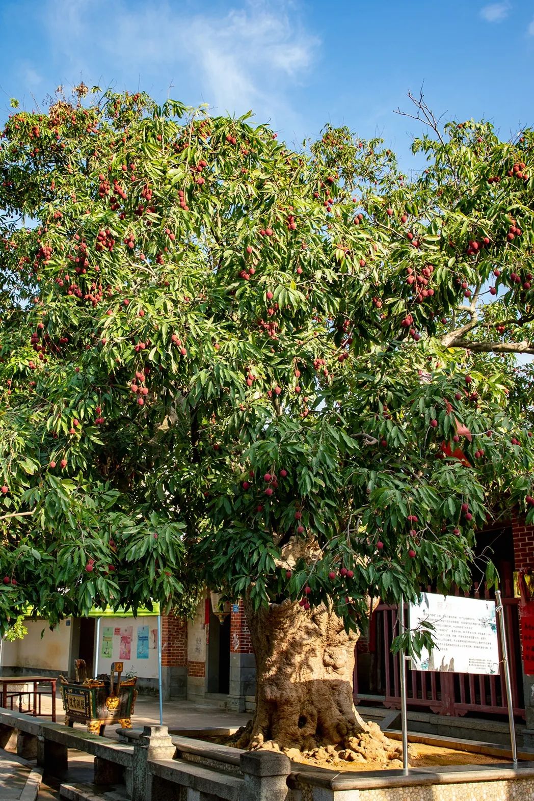 荔枝红莆田最美的城市底色