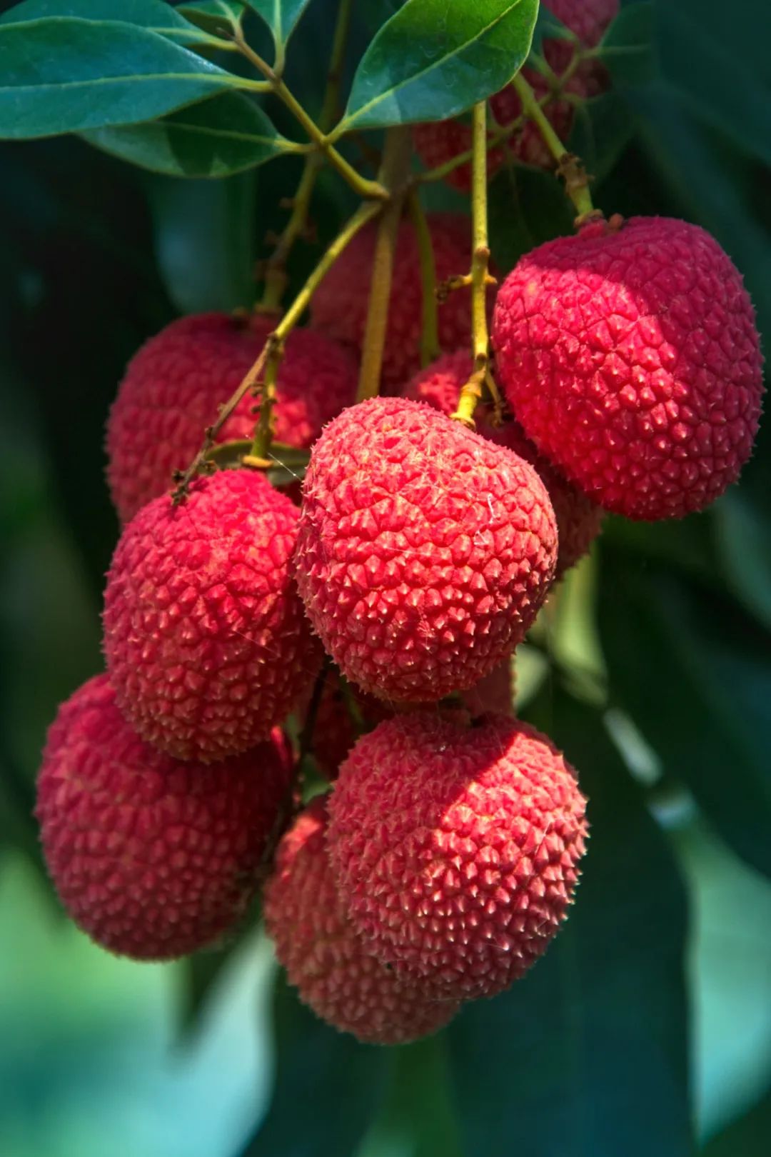 荔枝红莆田最美的城市底色