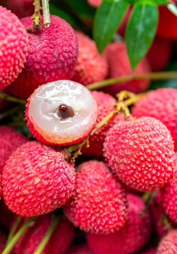 荔枝红莆田最美的城市底色