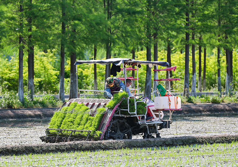 插秧机忙碌穿梭,上海松江今年第一茬水稻秧苗入田|上海市_新浪财经_新